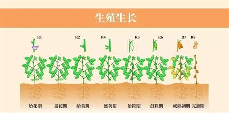 小豆樹生長速度 甲辰 どんな年